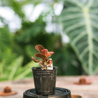 黑葉紫金牛 1.7吋盆 觀葉植物 雨林植物 耐陰植物 室內植物 園藝 療癒 植栽 植物 盆栽 觀葉【阿金的便秘花園】