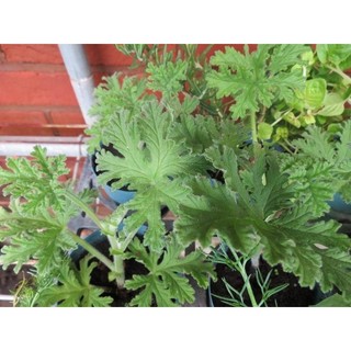 茂豐~檸檬天竺葵 Lemon Geranium 五吋盆栽$120