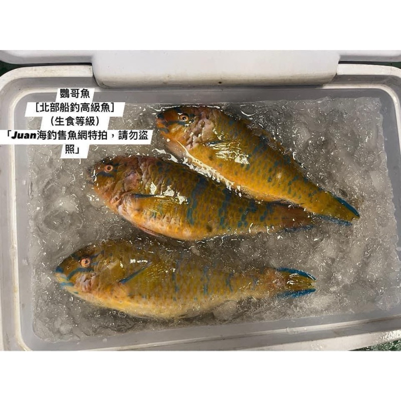 鸚哥魚（北部船釣，非澎湖）