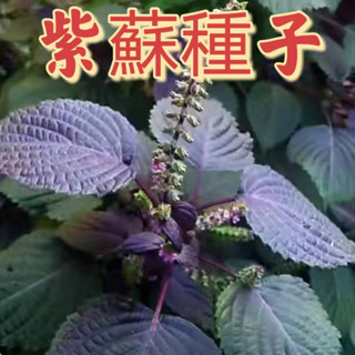 【紫蘇種子】🌱雙色大葉紫蘇 綠紫蘇種子 植物室內庭院  新手易種四季種子