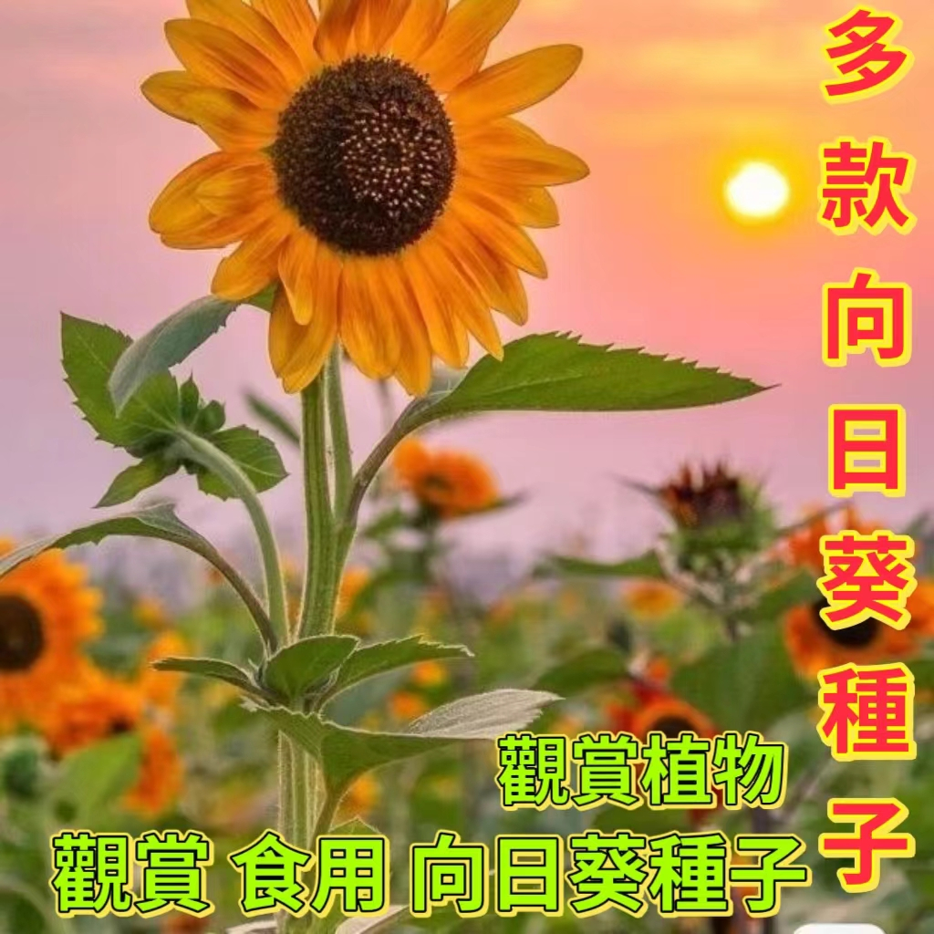 🔥向日葵種子🍓觀賞 食用 向日葵種子 四季盆栽種植 陽台庭院大田可種植 高產抗病種植 沾土就活