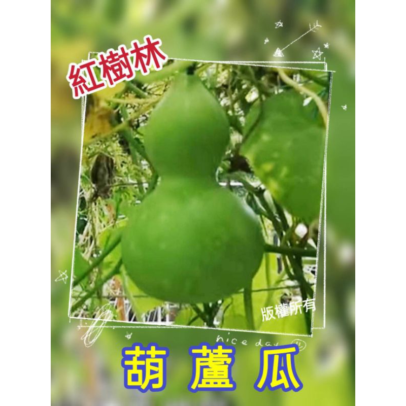 【紅樹林】葫蘆瓜（種子）可觀賞或食用~每份20粒