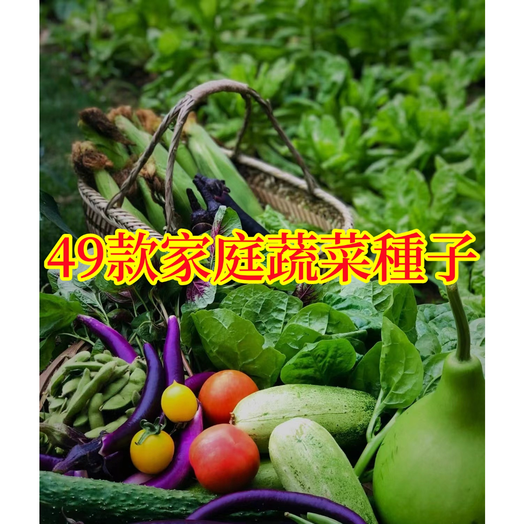 🌱【馥郁】49款家庭蔬菜種子 可多次採摘 家庭庭院蔬菜種子 雞毛菜 番茄 菜心上海青 空心菜 生菜 香菜