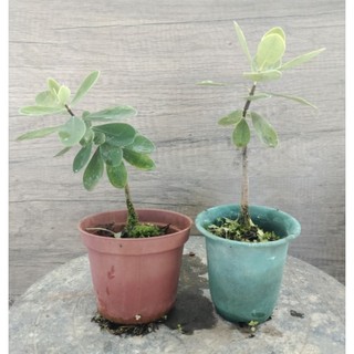 地根棉，種子繁殖實生苗，南嶺蕘花