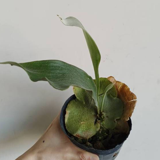 【埔茂花市】✦ 4吋 侏儒深綠 鹿角蕨 雨林植物 網紅植物 Platycerium Hillii Dwarf