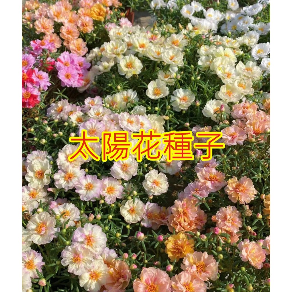 🌱【馥郁】太陽花種子 陽台盆栽 四季播種 觀賞花卉種子