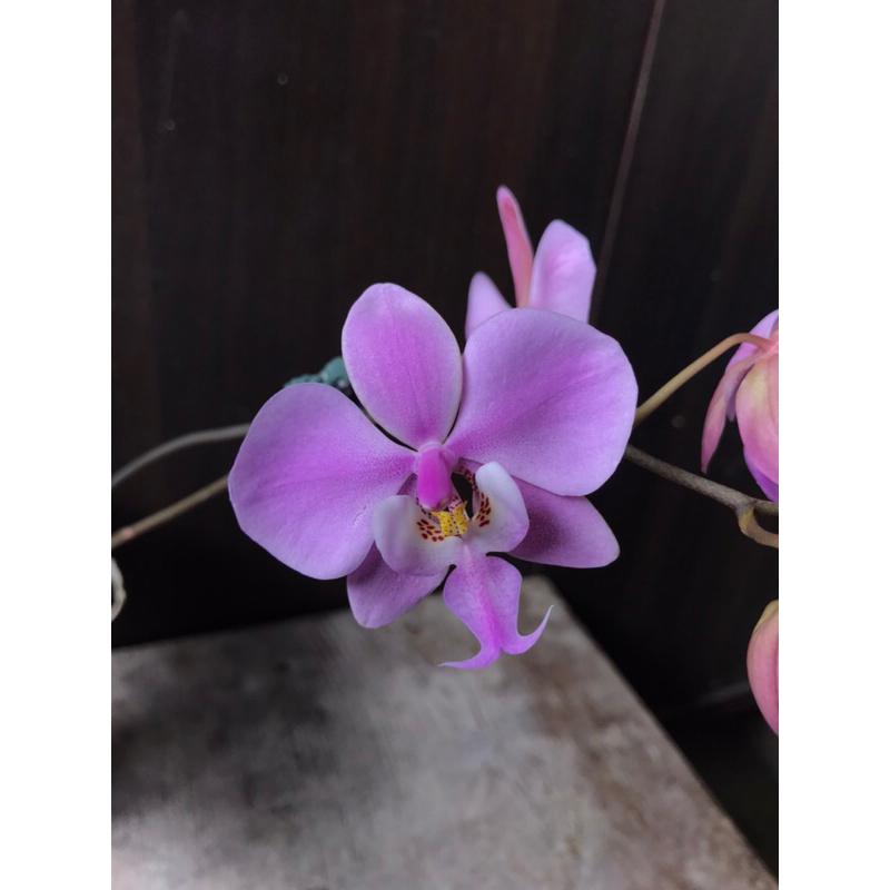 Phal.schilleriana 西蕾利蝴蝶蘭（編號C)