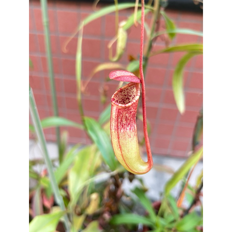 「食蟲植物」扶桑豬籠草 N. x 'Attractive Fuso'