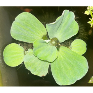 水芙蓉-水生植物-漂浮水草-大朵5元/小朵3元