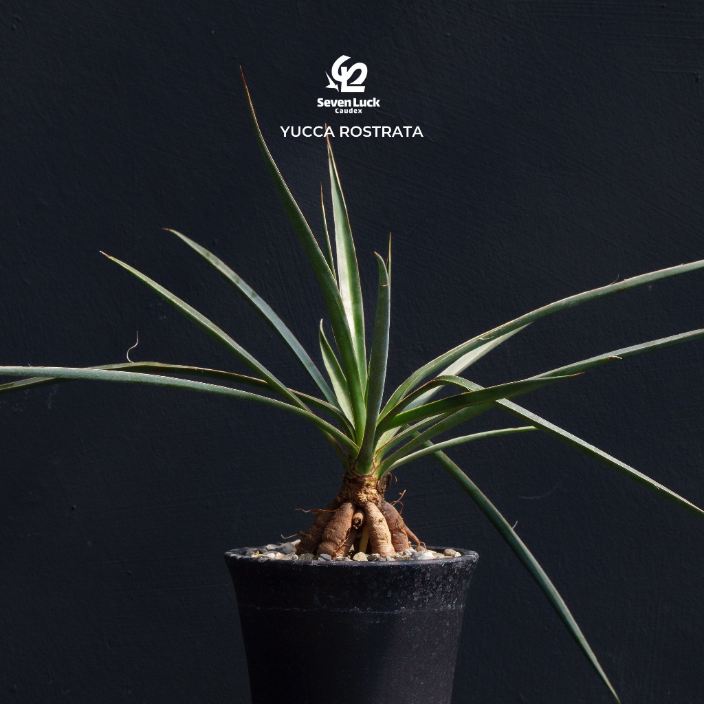 SL’s 植物園-具喙絲蘭Yucca rostrata