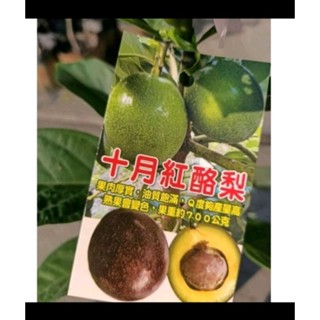紅心圓酪梨\十月紅酪梨苗☆（多個品種可以選擇）定價280元.