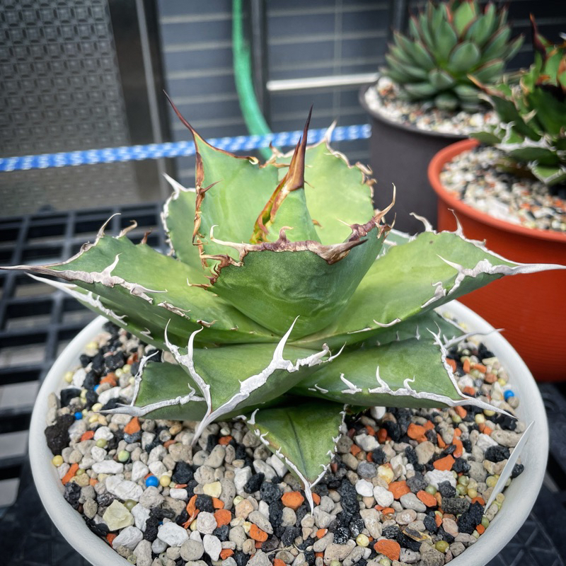 TY Garden - 龍舌蘭， 梭子蟹嚴龍Agave titanota “swimming crab”