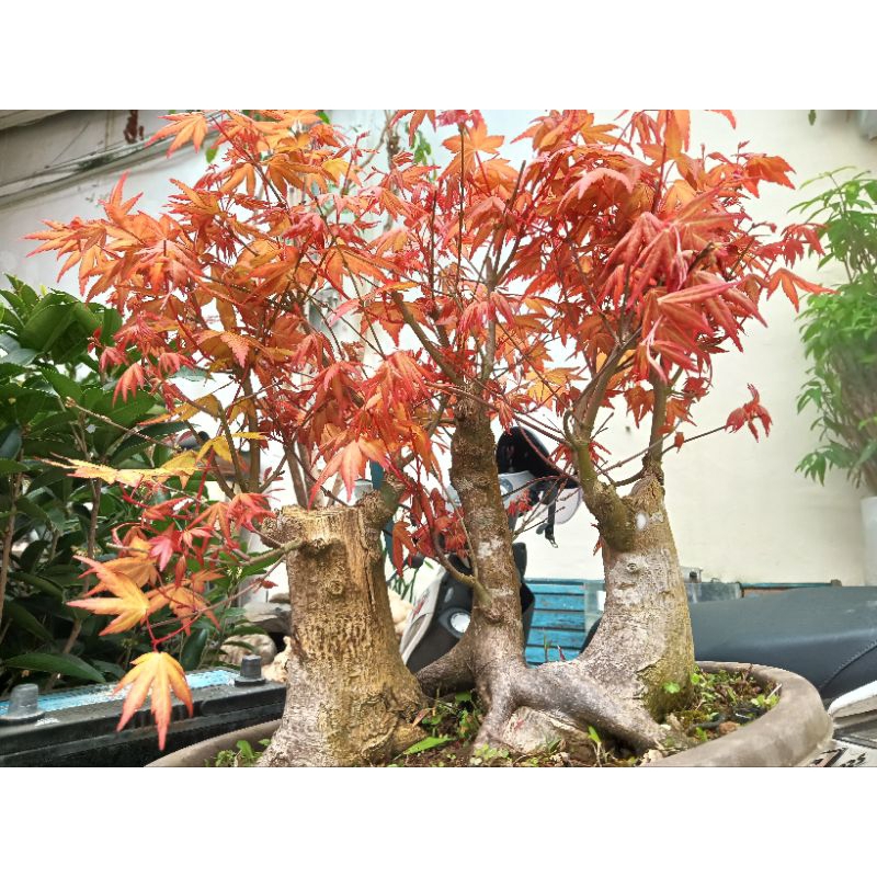 特殊少見的日本黃金紅楓樹，超級老粗頭森林造型，中小品盆栽，好種植喜歡日照潮濕的環境，便宜賣16800元大榮免運