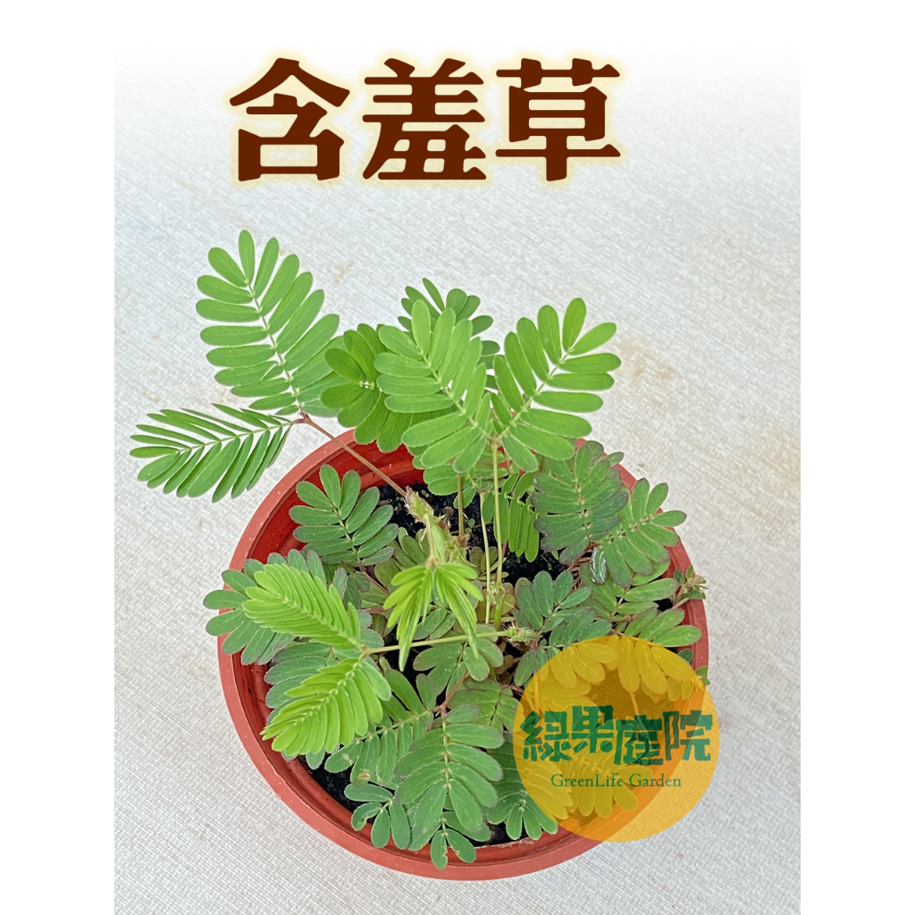 綠果庭院-趣味植物 含羞草 /3吋盆見笑草 /豆科植物 非水生含羞草/日照植物/療癒小物/辦公室/陽台/室外