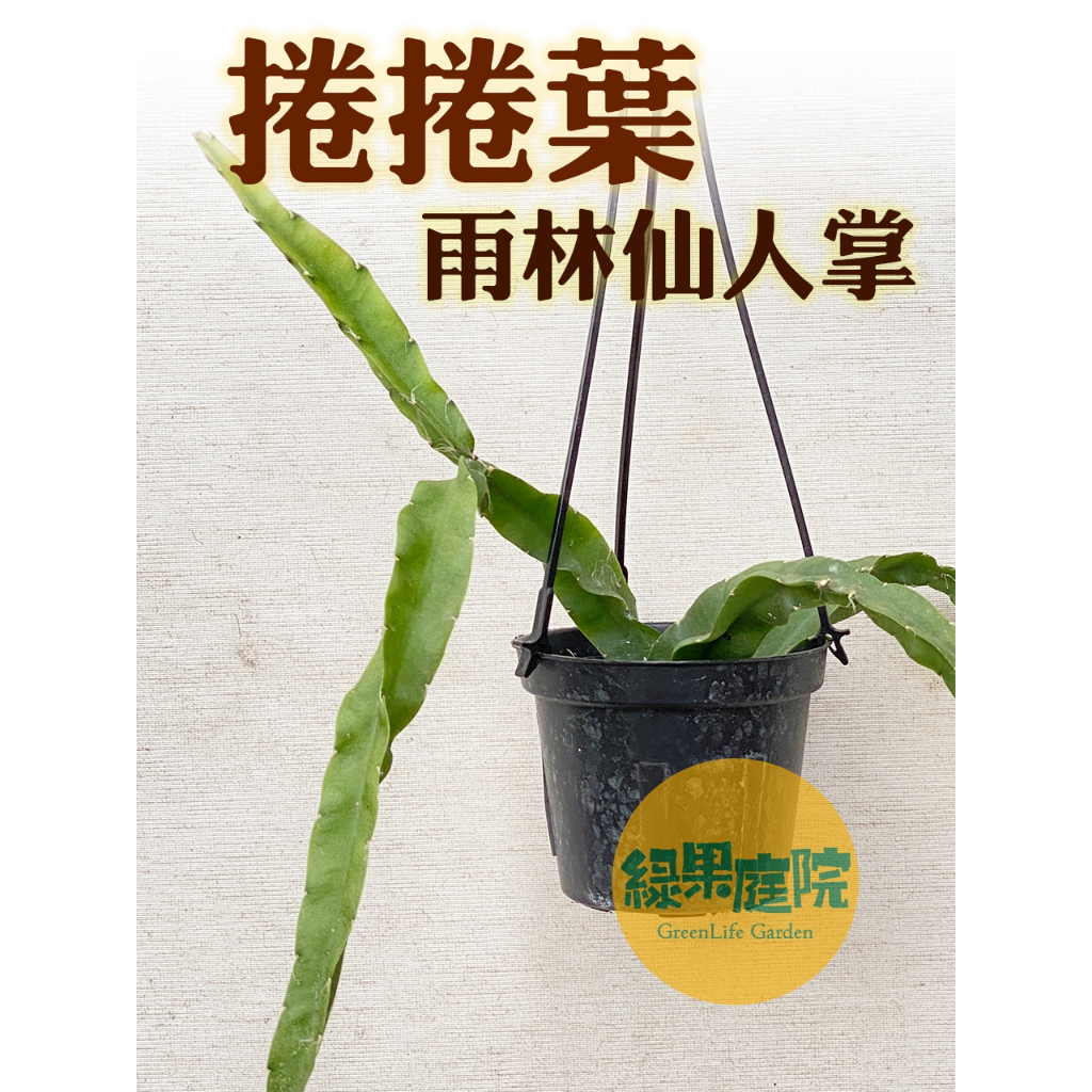 綠果庭院-捲捲葉雨林仙人掌 螺旋仙人掌Lepismium cruciforme3吋盆 三稜草 捲葉仙人掌辦公室 耐陰