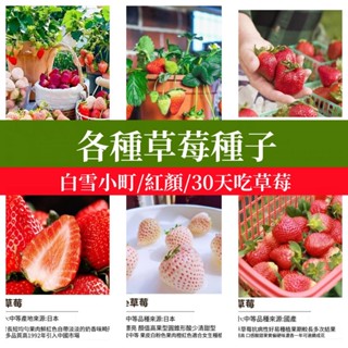 🍓四季草莓種子大全（簡裝200粒）家庭陽台盆栽草莓種子日本雪兔草莓紅顏草莓鬼怒甘草莓白雪小町四季奶油白草莓種子京藏香草莓