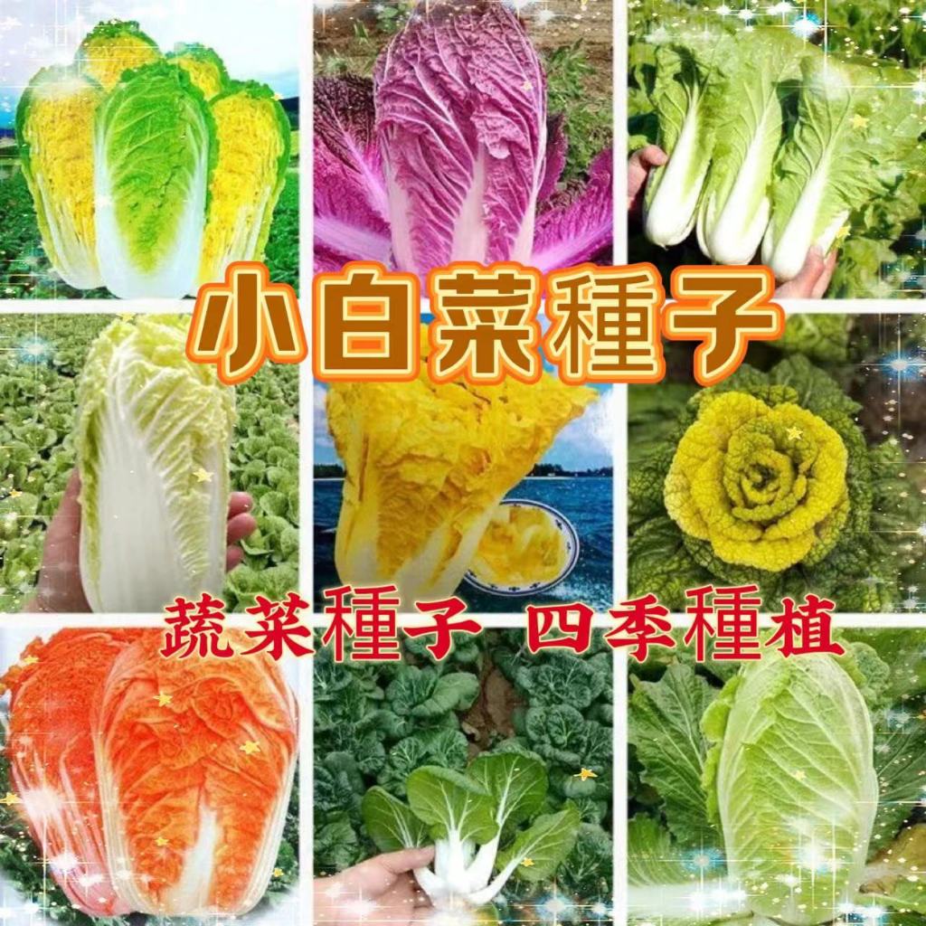 【買二送一】奶油小白菜種子 快菜種子 四季菜園蔬菜奶油快菜7天發芽一個月採摘紫白菜蔬菜庭院陽台種子1元1粒 蔬菜種子