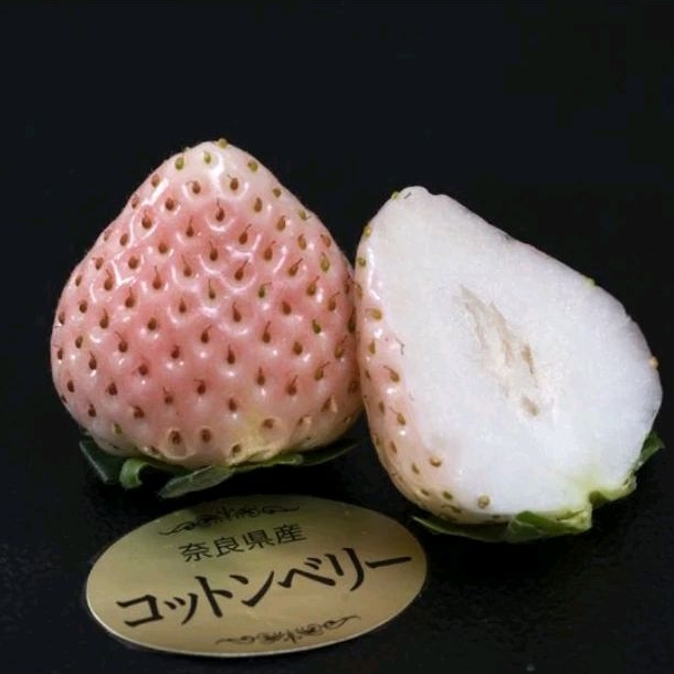 «草莓苗🍓» 棉莓 粉紅棉花 コットンベリー 日系草莓苗