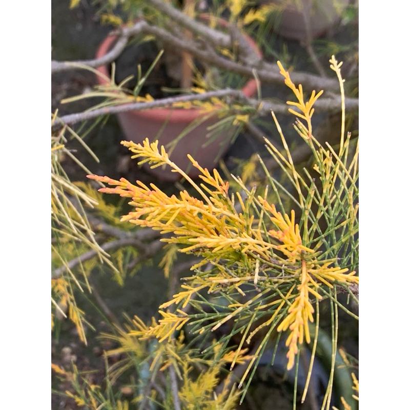 植plant&flowet~黃金木麻黃（最有特色的抗風植物）