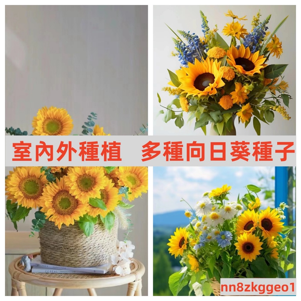 🔥【台灣向日葵種子】向日葵 太陽花種子 太陽花 花卉種子