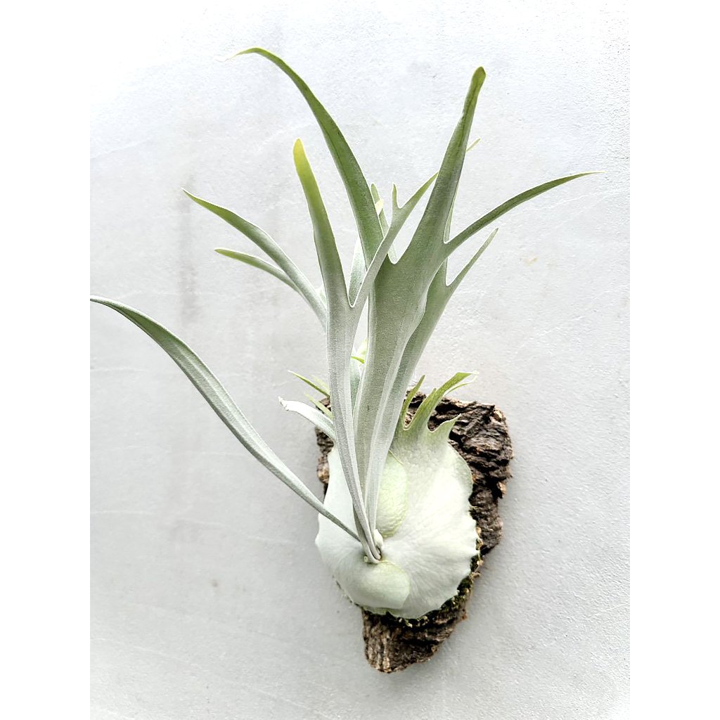 立葉／銀鹿 鹿角蕨（Platycerium veitchii/silver）〈未上板〉觀賞 園藝 綠植 蕨