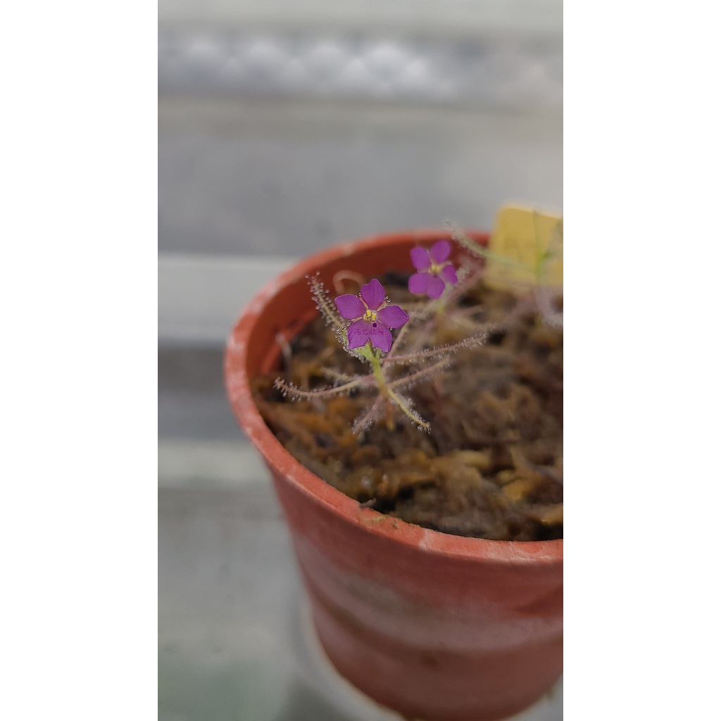 【泥巴牧場】水腺毛草 B. aquatica ''fine form'' 種子 食蟲植物 彩虹草