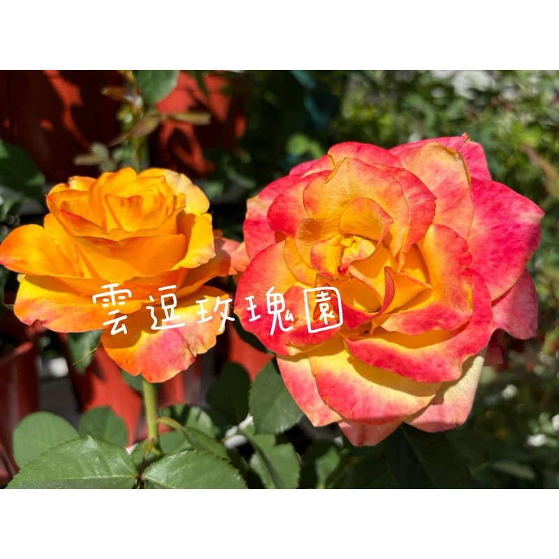 玫瑰花🌹切花品種花期長. News Flash新聞快報玫瑰花🌹使用玫瑰專用土