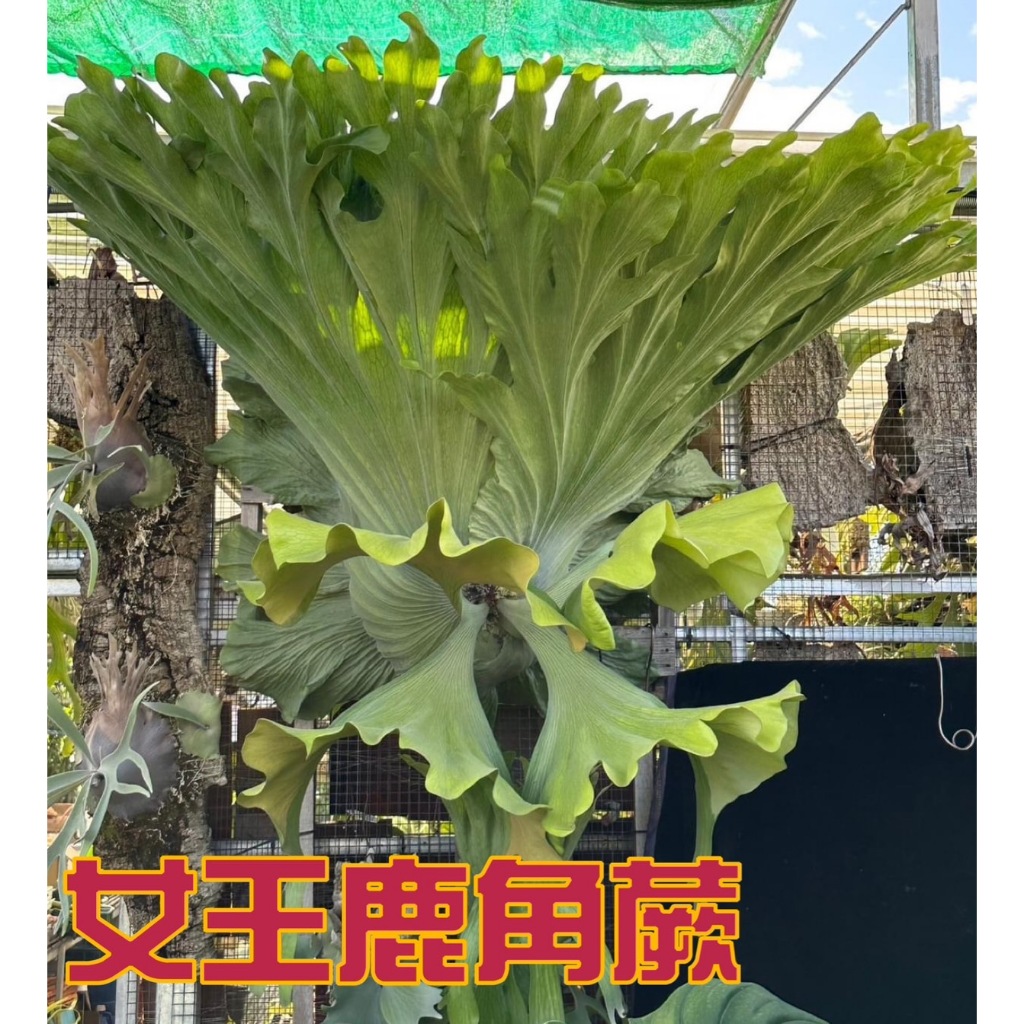 🐝BEE_PLANTS 台中鹿角蕨  2.5吋 女王鹿角蕨 18種原生種