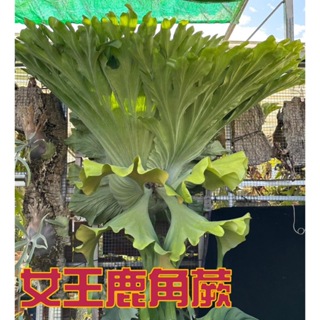 🐝BEE_PLANTS 台中鹿角蕨 2.5吋 女王鹿角蕨 18種原生種