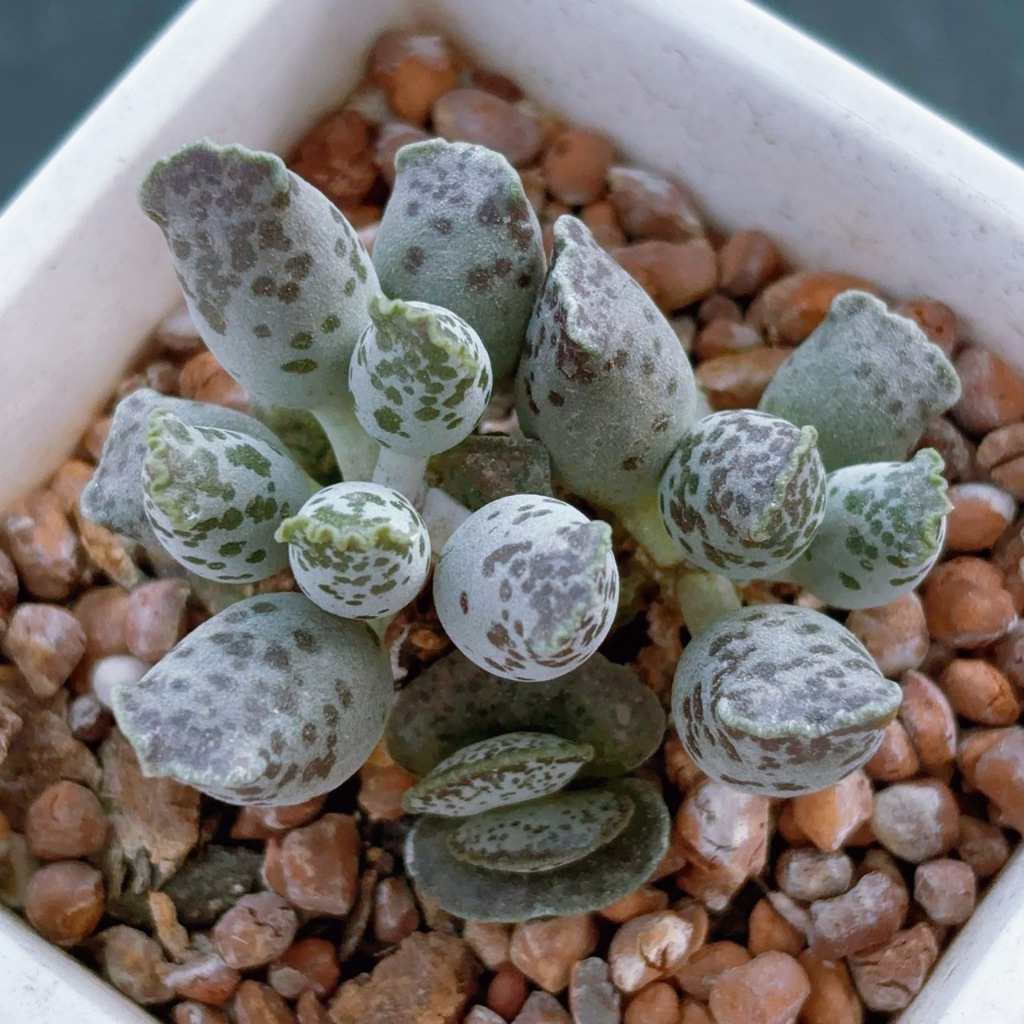 ↠有植感↞ ▮海豹天章▮Adromischus Cooperi v. Festivus 天章屬 多肉 多肉植物 景天科