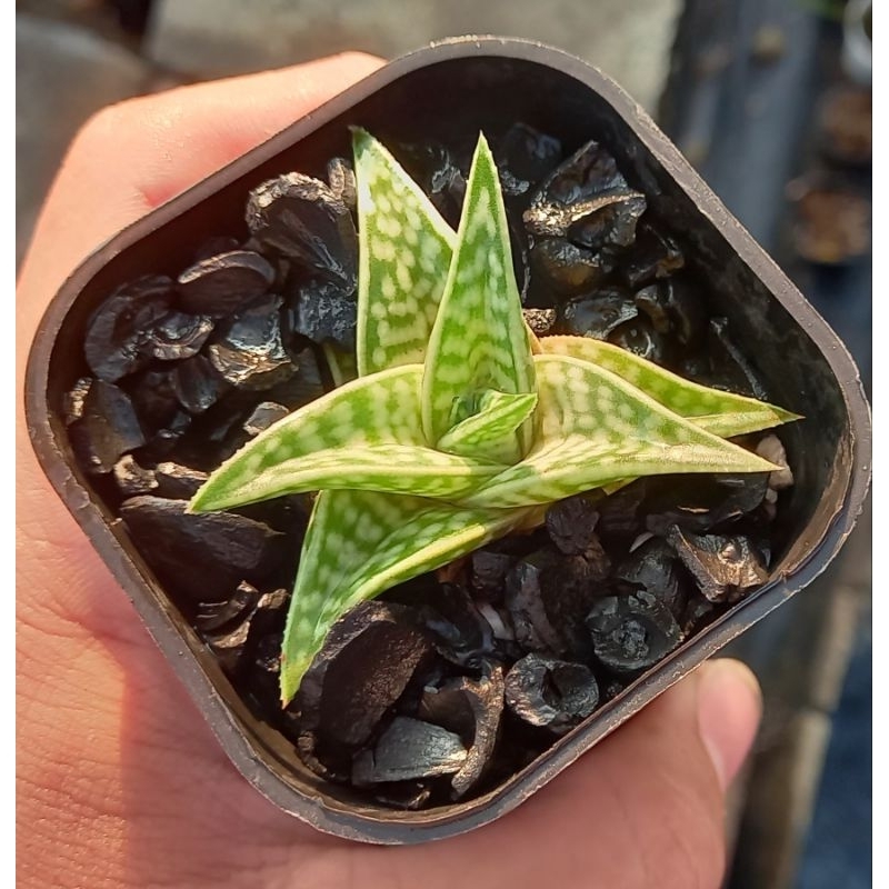 多塊肉百合科- 千代田之錦Gonialoe variegata 多肉植物 觀賞蘆薈 稀有