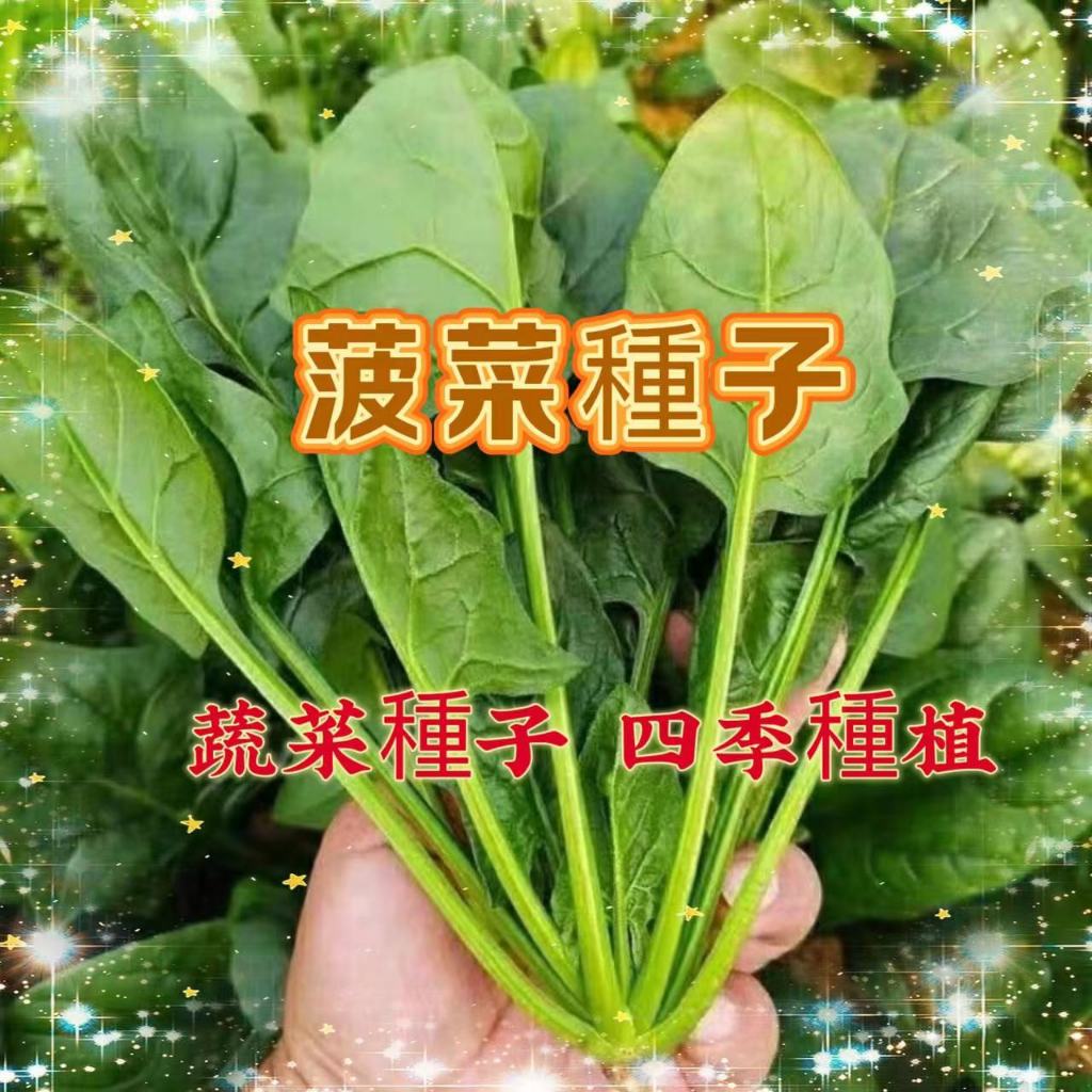 【買二送一】菠菜種子 大葉菠菜 小葉菠菜種子 趙高發芽箓耐熱菠菜籽種 四季秋季農家青菜種子 蔬菜種子