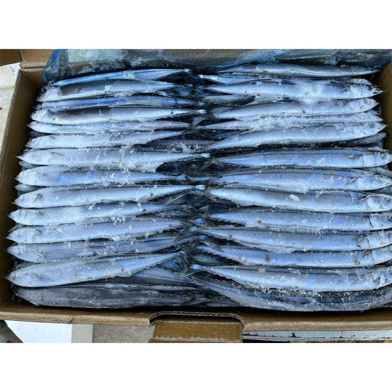 日本北海道當季5號秋刀魚10公斤裝特價600/箱#一單只限一件