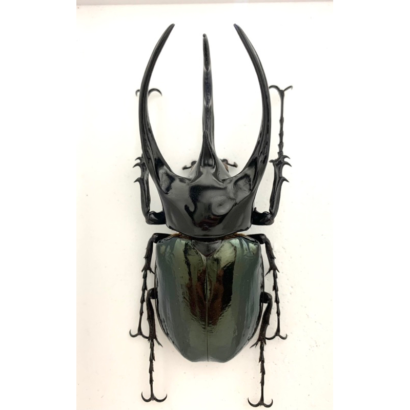 Chalcosoma chrion chrion