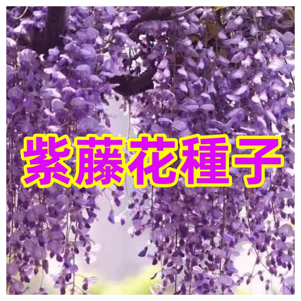 【紫藤花種子】超多款 紫藤花種子 稀有品種 日本多花紫藤種子盆栽 超高產 發芽率高 觀賞性植物