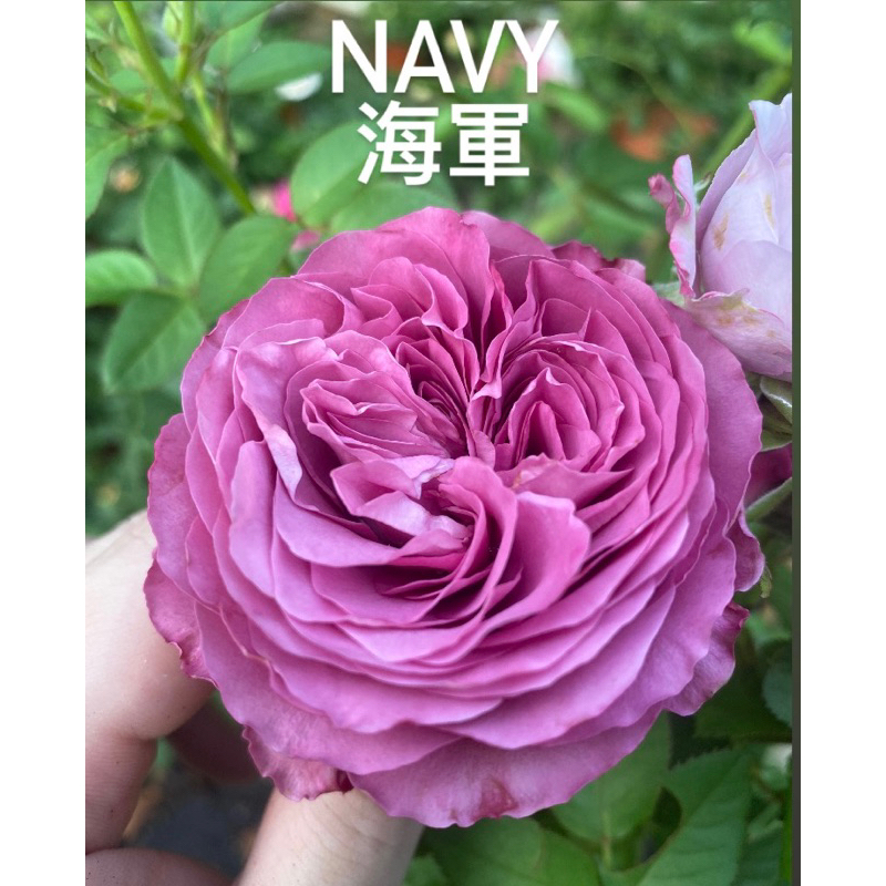 （樹玫瑰盆栽現貨聊聊）NAVY 海軍 航海紫 紫色玫瑰花 盆栽 植株 無根保濕枝條