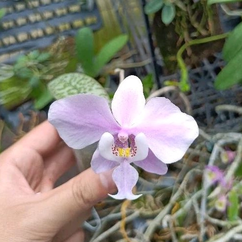 西雷麗蝴蝶蘭 Phal. schilleriana 實生株 觀葉觀花植物