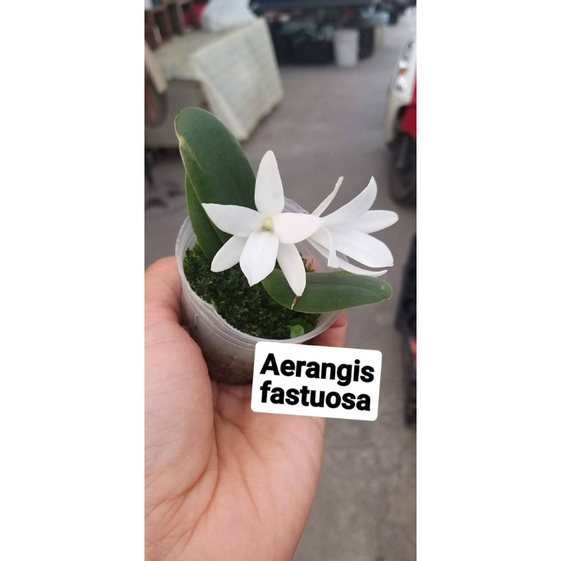 新品上架 原生種 圓葉風蘭 Aerangis fastuosa 風蘭 蘭花