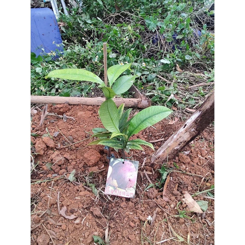 清泉農場 山竹苗果后泰國山竹馬士特山竹 o98o733337貓山王，黑刺