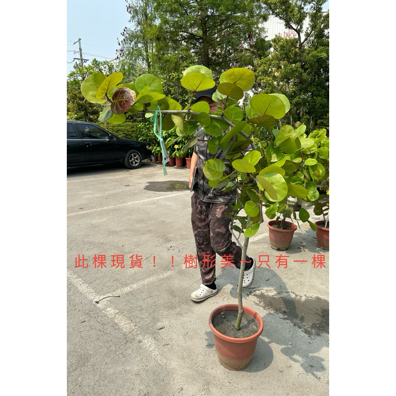 禮遇花田_室外植物** 美型 海葡萄樹**(不含水磨石盆）-海葡萄/8吋-1尺盆/高120cm /闊心形，淡香味/*無法