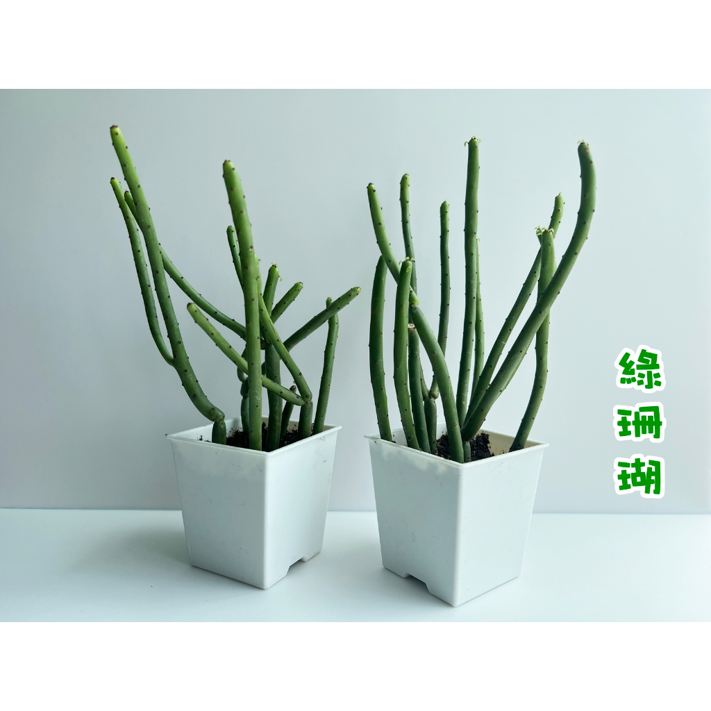 綠珊瑚 盆栽 多肉 珊瑚大戟 多肉植物 淨化空氣 方盆