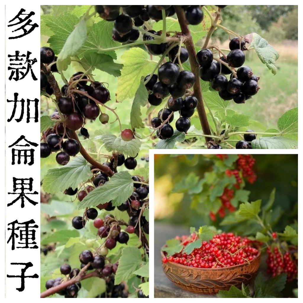 🌱（加侖果種子）黑加侖 白加侖 紅加侖種子 四季果樹種子 水果種子 家庭庭院種植 超高發芽率