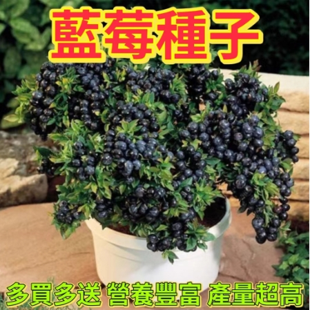 藍莓種子 超高發芽箓 四季可種 庭院陽台盆栽種植 水果種子 盆栽種植