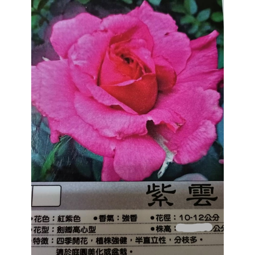 花花世界_玫瑰苗--紫雲--3.5吋黑軟盆/高10-20cm/紅紫色/MA