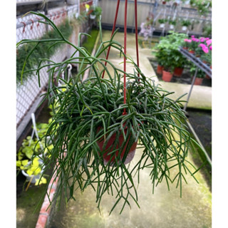 綠珊瑚3 吋盆2024/4月實物拍攝室內植物 觀葉植物 綠化植物22480