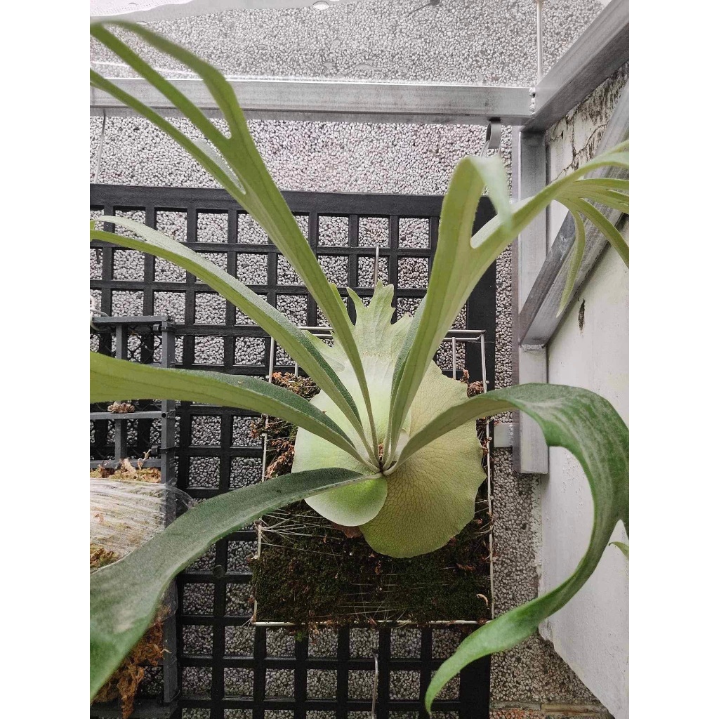 (無庫存) 鹿鹿米🌿｜鹿角蕨｜紅雀