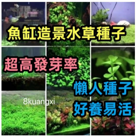 水草種子 爬地矮珍珠水草籽 四季淡水 懒人种子 养殖造景 净化草缸迷你增氧植 觀賞性綠植 魚缸水草種子