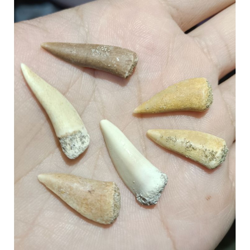 [程石] 摩洛哥  品相不錯的矛齒魚牙齒化石