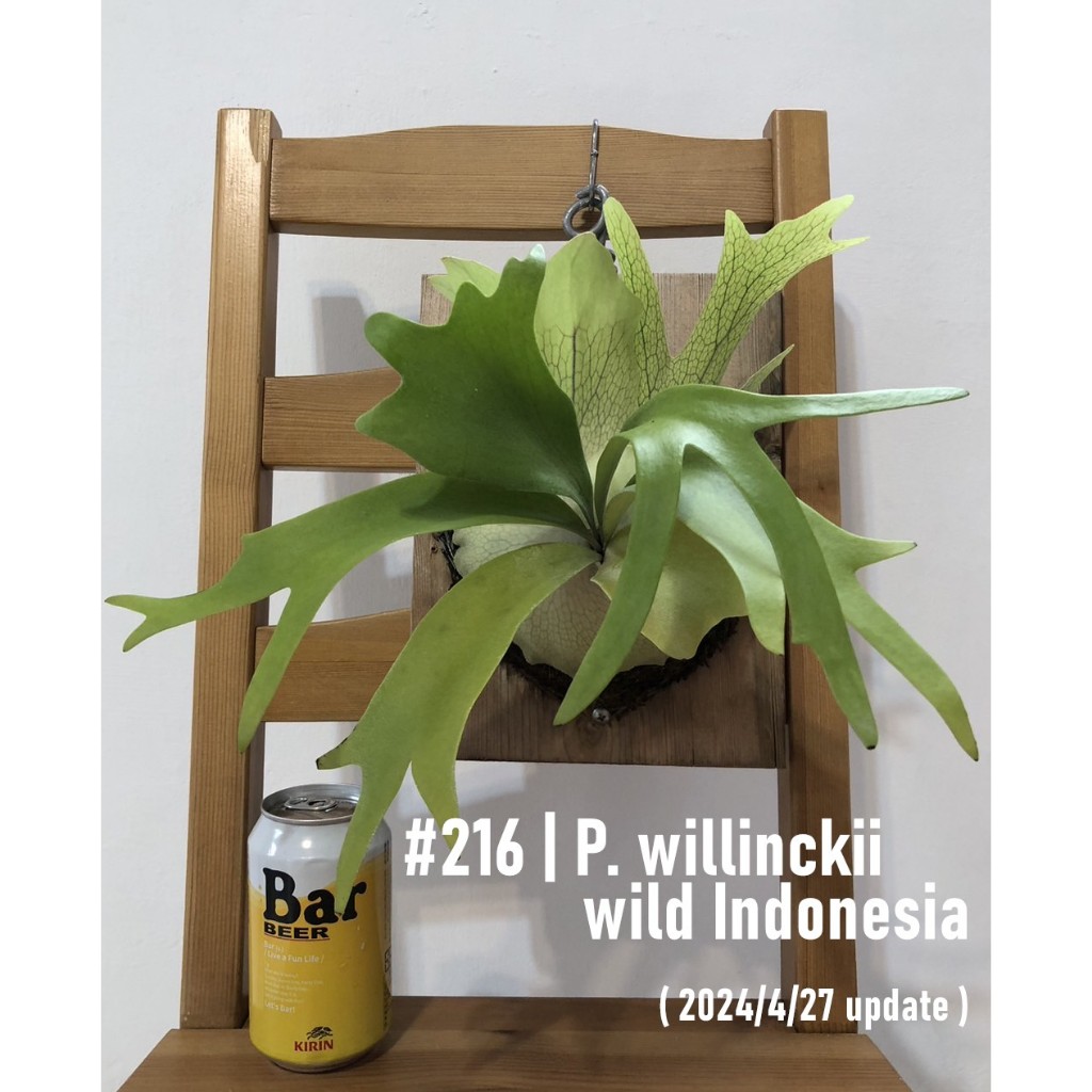 山採爪哇 鹿角蕨 #216 | P. willinckii wild Indonesia (高冠白爪哇/ 售價含超商運)