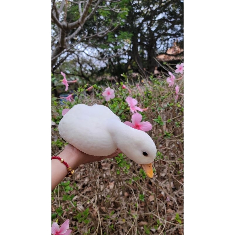 科爾鴨種蛋 短嘴鴨科爾鴨蛋 寵物鴨蛋 寵物鴨 下標請先詢問